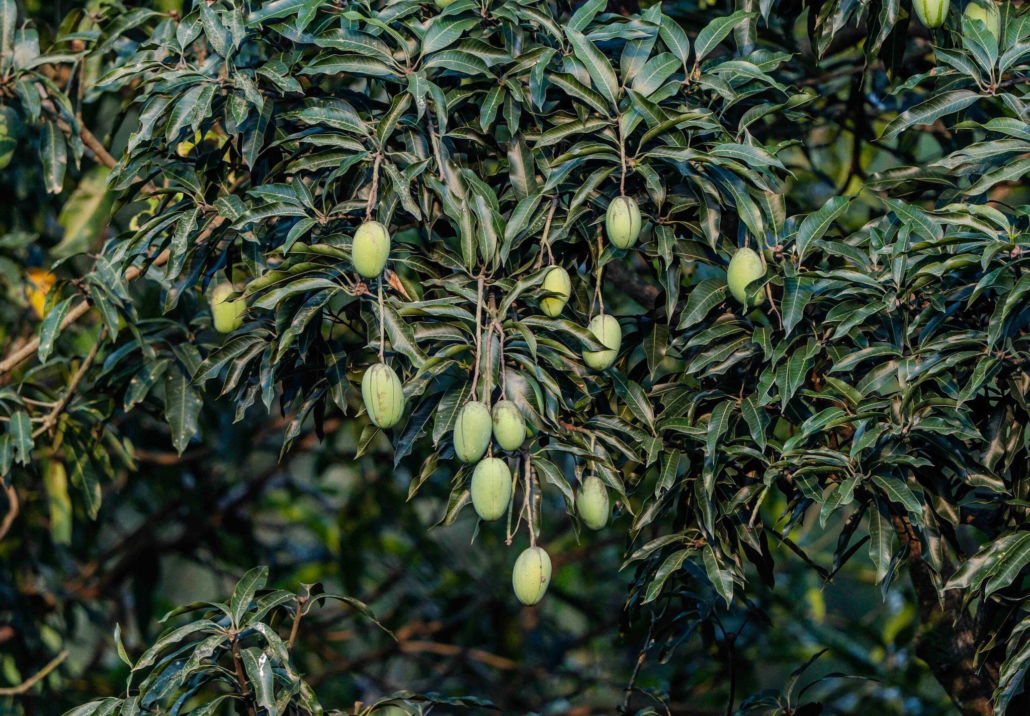 The orchard journey was not easy. In the initial years, there was no boundary walls and fruit were often lost to cattle and theft, and annual earnings rarely crossed Rs 25,000. Most of the produce was sold internally to staff members. However, the trees were cared for year after year by students, hostel staff and faculty members.  (Representative Image: Pexels)