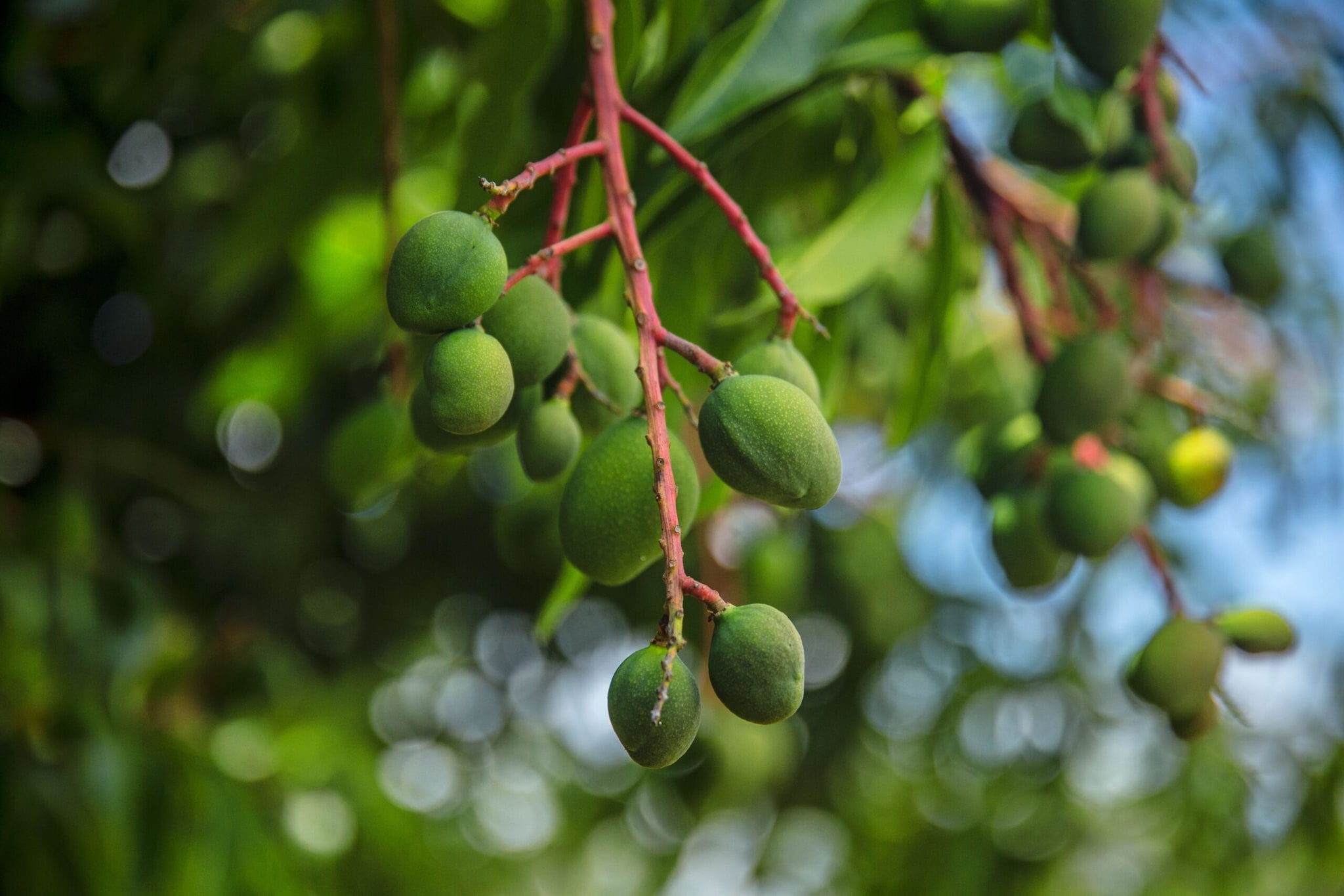 Today, the orchard has become more productive. This season alone, the orchard generated nearly Rs 1 lakh through the sale of mangoes, including around 450 dozen Hapur and 250 dozen Kesar, along with smaller quantities of Pairi, Lalbagh and local varieties. (Representative Image: Pexels)