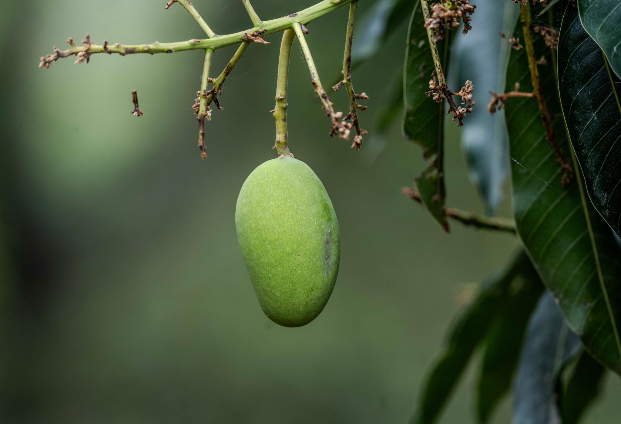For many students, the orchard is also a place of learning. Those involved in its upkeep gain hands-on experience in grafting, composting, soil management and organic farming practices. They learn not only how to grow crops, but also how to manage resources, work collectively and turn agricultural produce into income. Hostel residents take responsibility for harvesting and selling the mangoes, giving them practical exposure to both farming and entrepreneurship. Students who come from agriculture background, these lessons often feel especially relevant. (Representative Image: Pexels)
