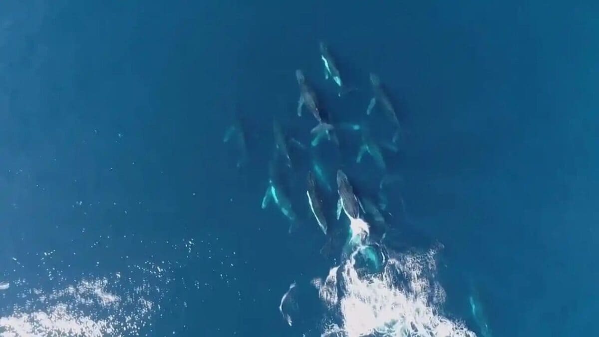 Humpback Whale Supergroup Spotted Off South Africa