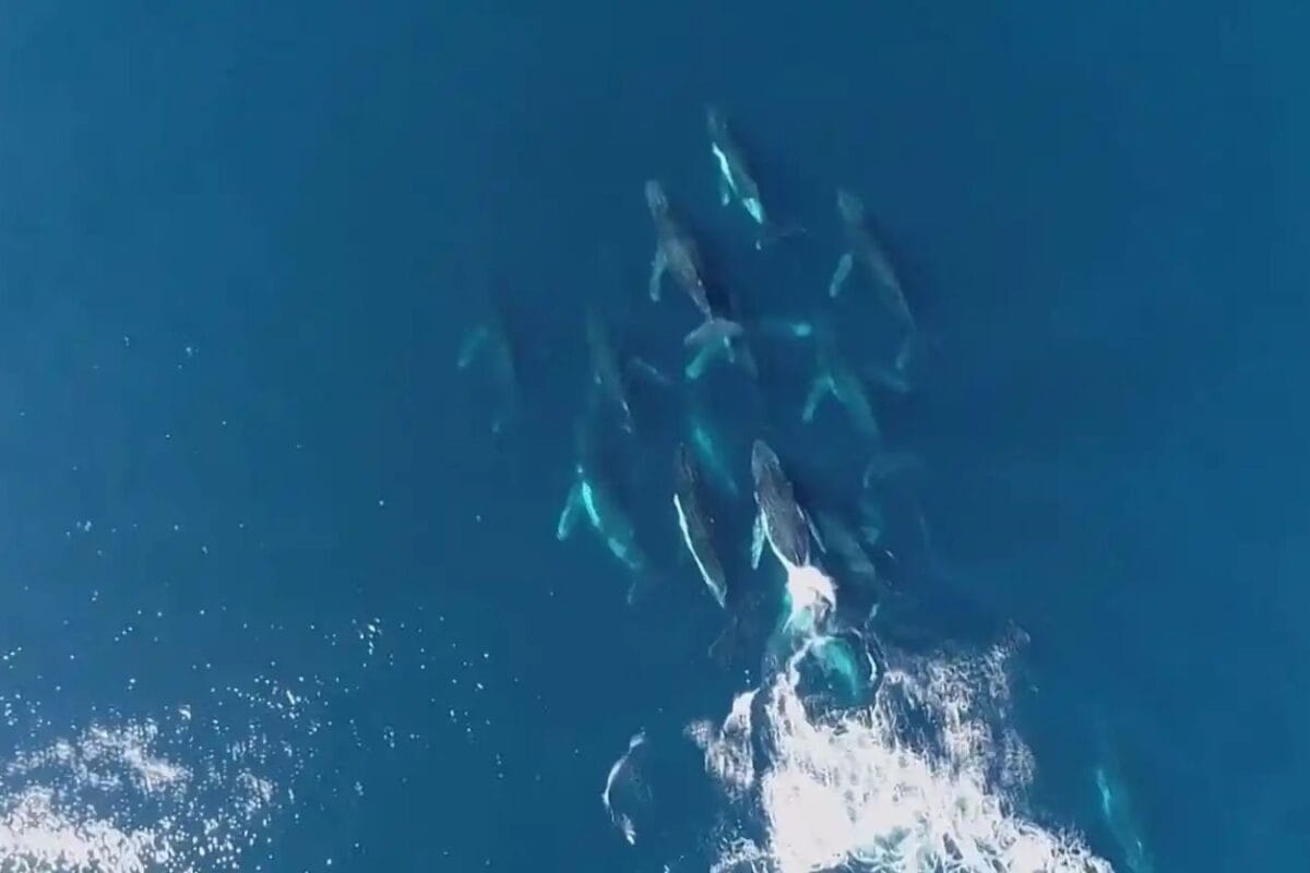 Whale 'Supergroup' So Huge It Looked Like 'Manhattan Skyline'. The Only Problem: Iran War