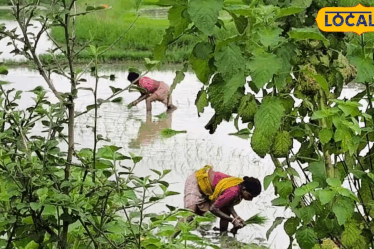 Government Schemes: 'Krishak Bandhu New' To Launch Soon — Benefits And How To Apply