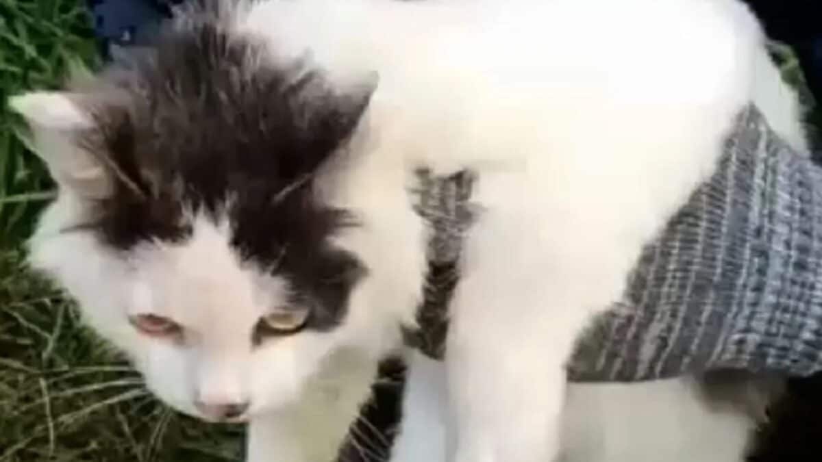 Russian Cops Catch Cat Smuggling Drugs to Inmates