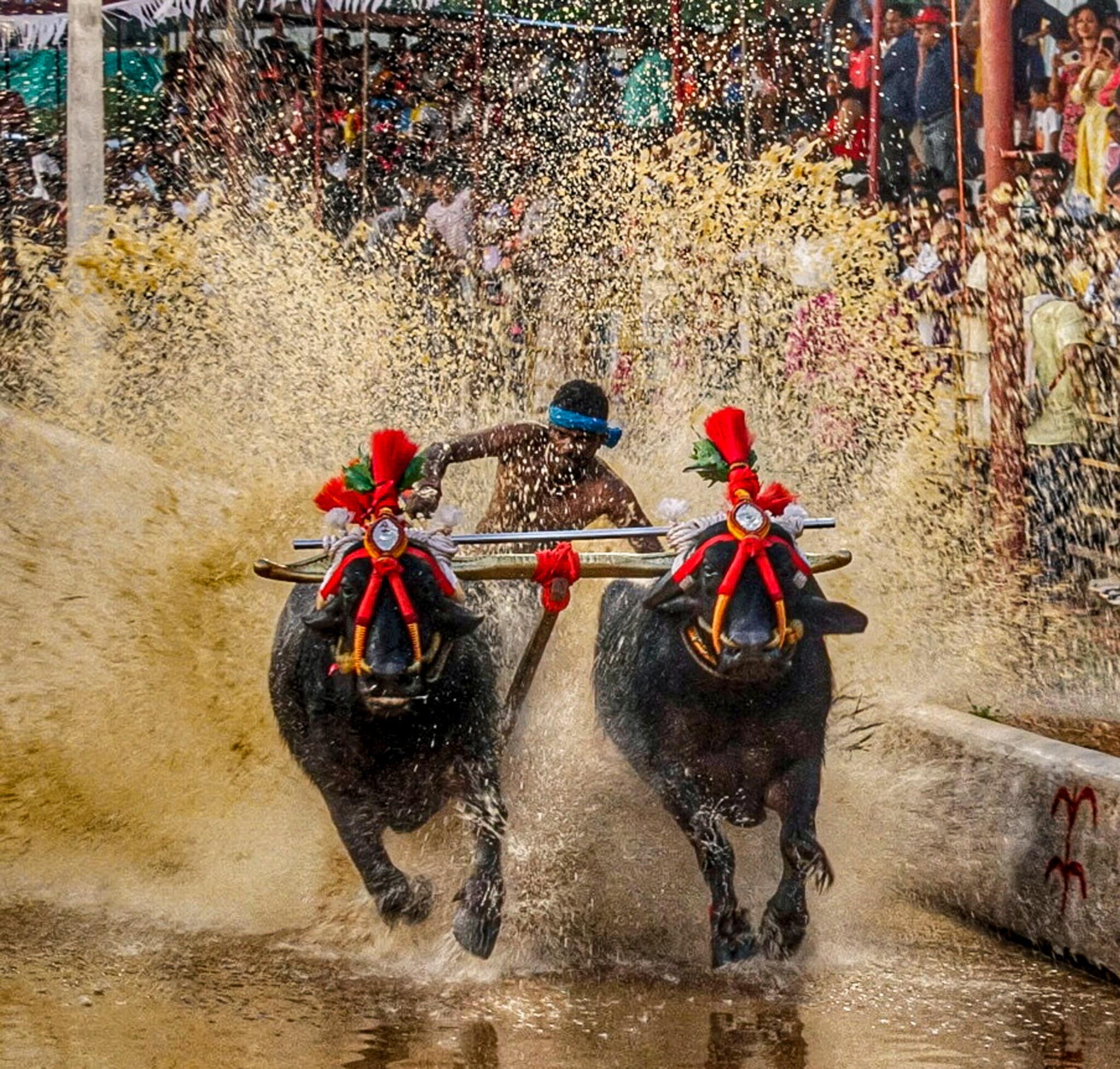 What Is Kambala Race, Who Is Opposing It At Mysuru Dasara 2026 And Why ...