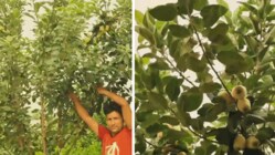 Sanjeev said he hopes more farmers will consider cultivating the Panchmukhi apple variety, as it has demonstrated the potential to grow successfully in Saran's climatic conditions while offering higher income opportunities.