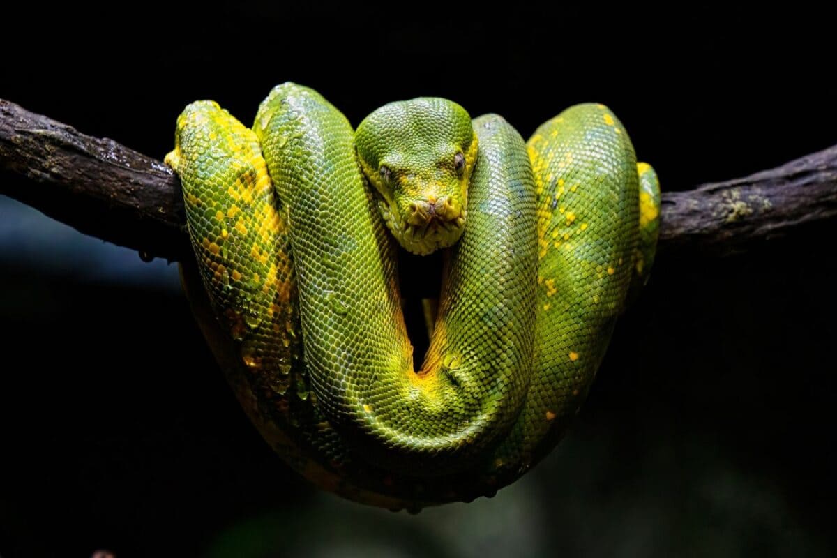 How To Keep Snakes Away From Your House This Monsoon: 8 Tips That Actually Work