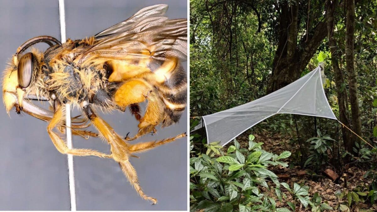 India’s Northeast Buzzes With Discovery: 2 New Solitary Bee Species Found In Arunachal Pradesh