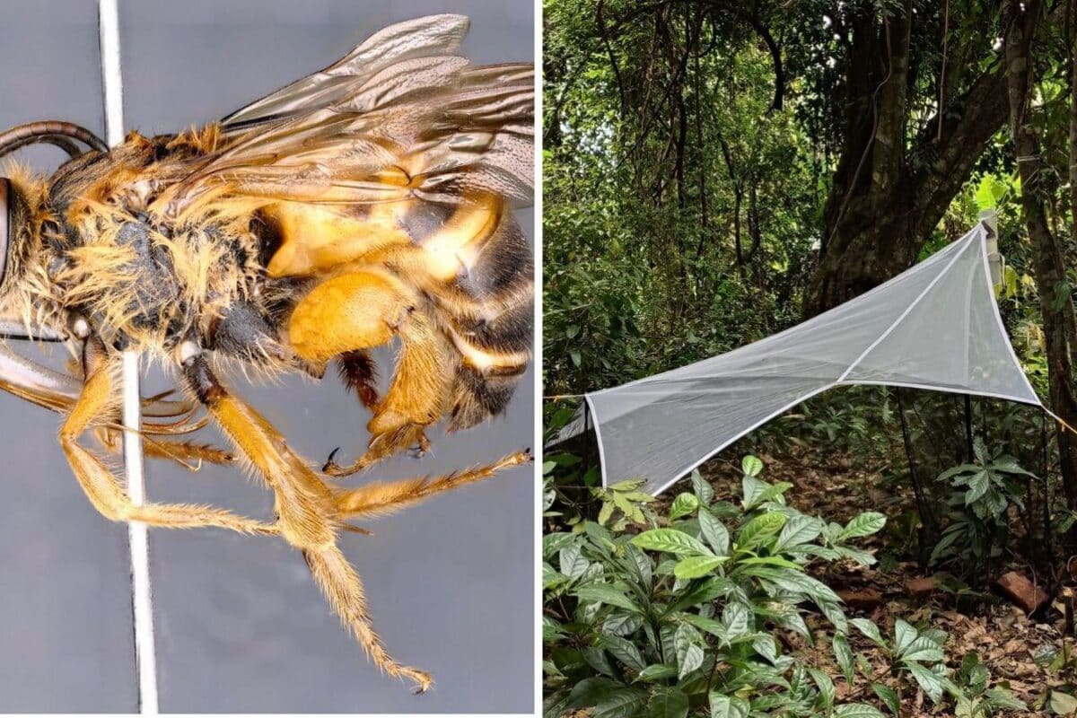 India’s Northeast Buzzes With Discovery: 2 New Solitary Bee Species Found In Arunachal Pradesh