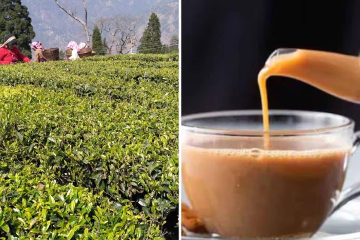 Sarkari Chai? In ‘Strong’ Push, Centre Asks Ministries To Serve PSU-Made Yule Tea At Meetings, Canteens