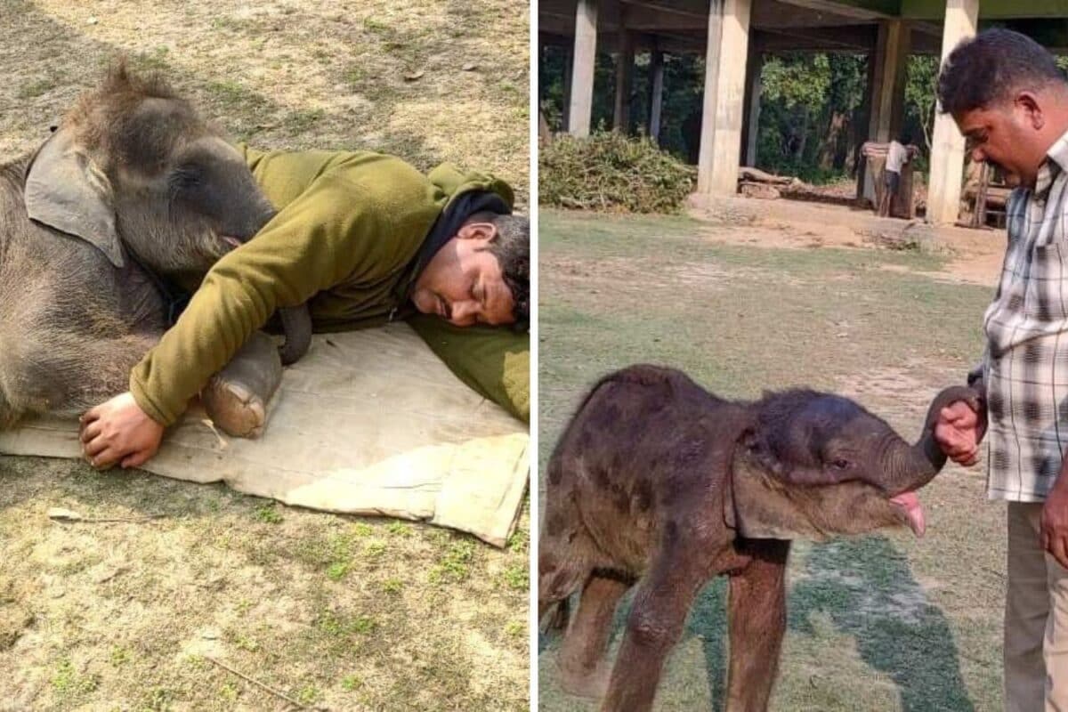 ‘Felt My Daughter Was Being Taken Away’: Mahout Ali, Elephant Bhawani & Transfer Order That Tested Strength Of Their Bond