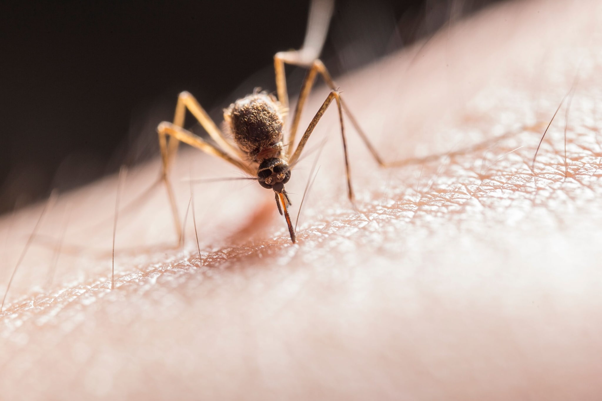 Don't Let Water Collect AnywhereMosquitoes lay their eggs in stagnant water, and even something as small as a bottle cap can become a breeding spot. Empty flower pot trays, buckets, coolers, bird baths and clogged drains regularly. If you store water, keep containers tightly covered to prevent mosquitoes from breeding.
