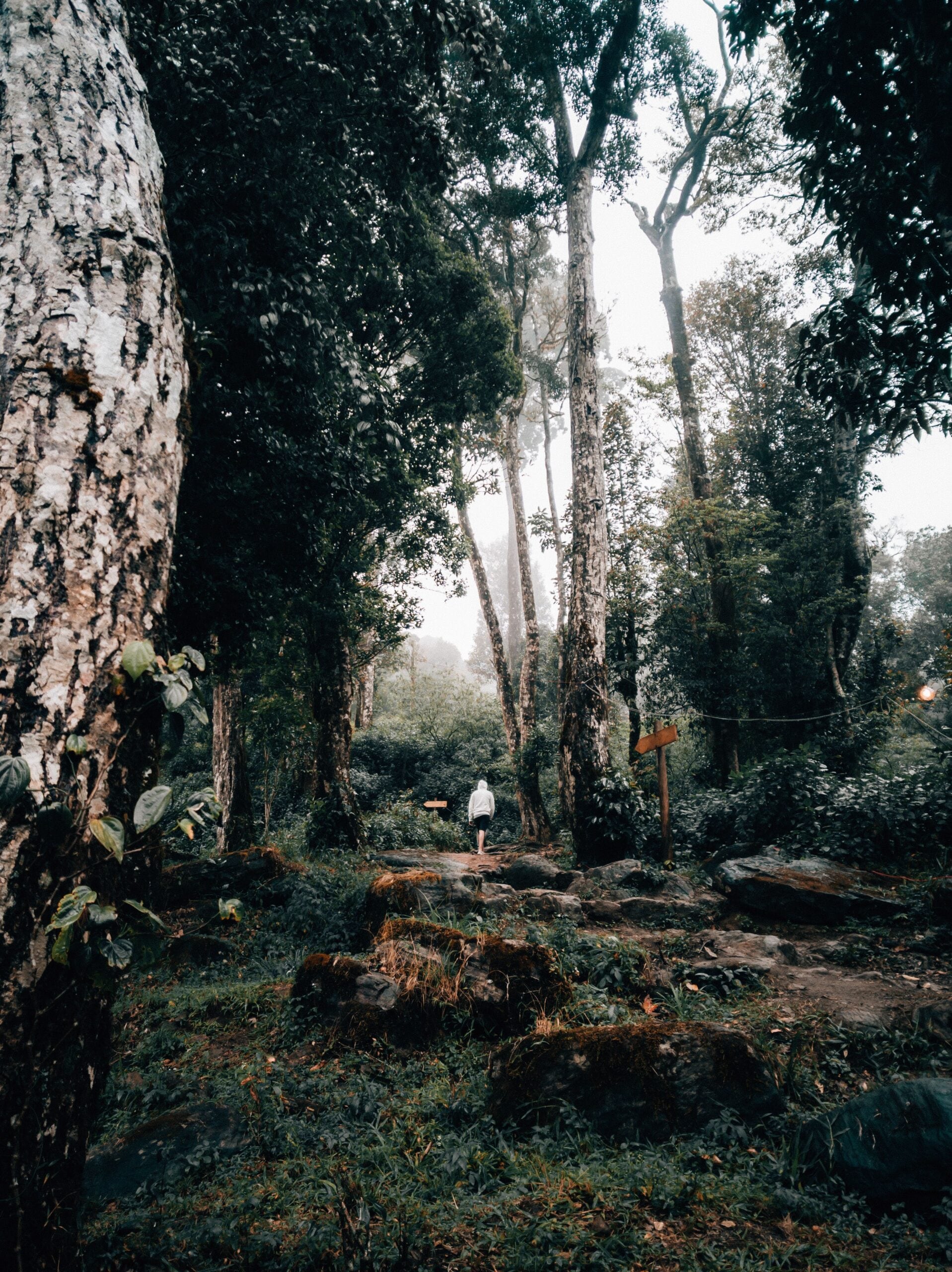 Why Wayanad Is Drawing EveryoneUnlike more commercial hill stations, Wayanad offers a quieter, greener experience. Surrounded by dense forests, spice plantations and coffee estates, the destination feels especially untouched during the monsoon. It's this balance of nature, serenity and relatively fewer crowds that has made Wayanad the standout choice this season. Why Wayanad Is Drawing EveryoneUnlike more commercial hill stations, Wayanad offers a quieter, greener experience. Surrounded by dense forests, spice plantations and coffee estates, the destination feels especially untouched during the monsoon. It's this balance of nature, serenity and relatively fewer crowds that has made Wayanad the standout choice this season.