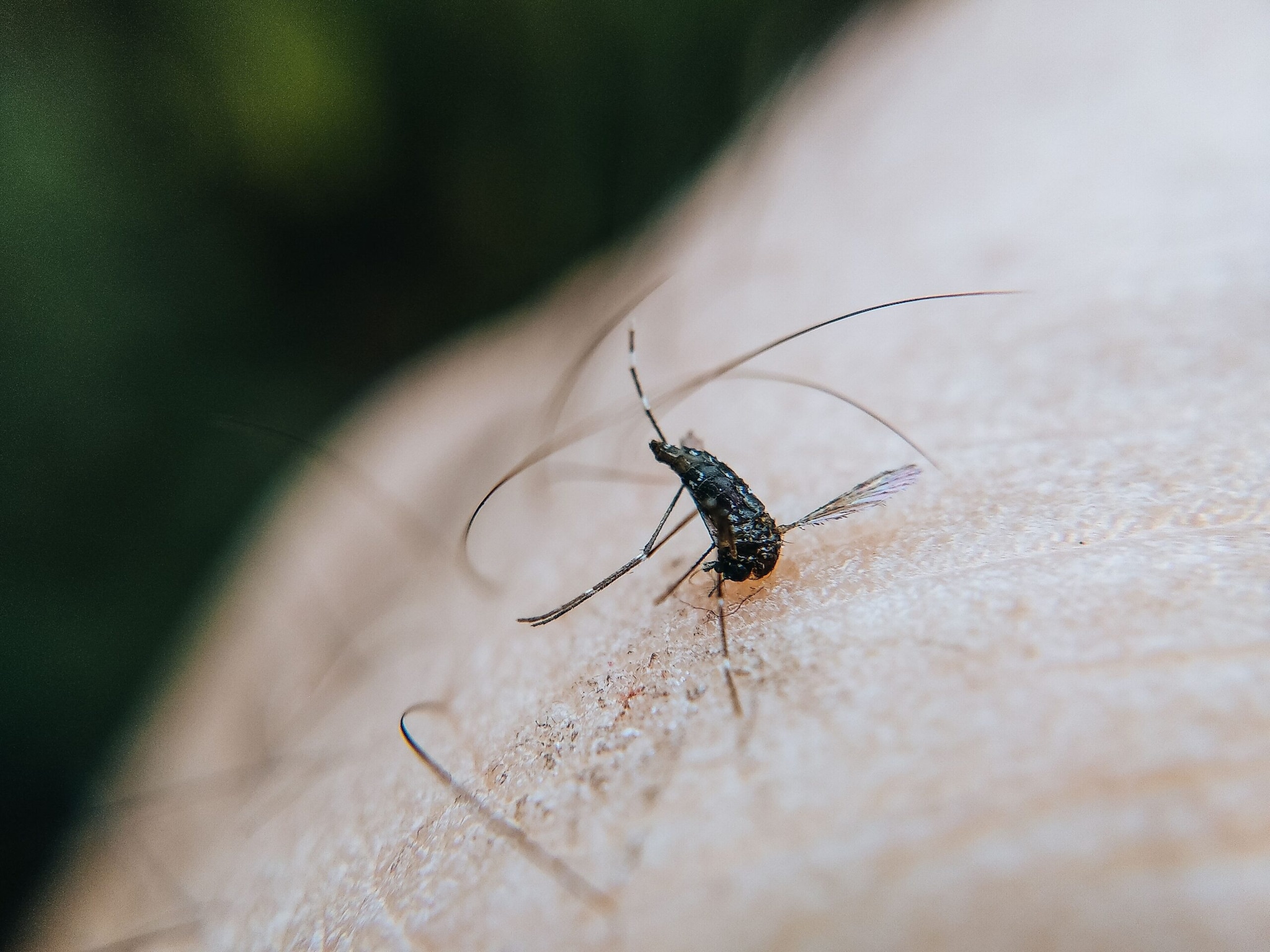 Use Natural Mosquito-Repelling PlantsCertain plants are believed to naturally repel mosquitoes because of their strong aroma. Keeping citronella, lemongrass, basil (tulsi), lavender, peppermint or marigolds near windows, balconies or entryways may help reduce mosquito activity around your home while adding greenery to your space.
