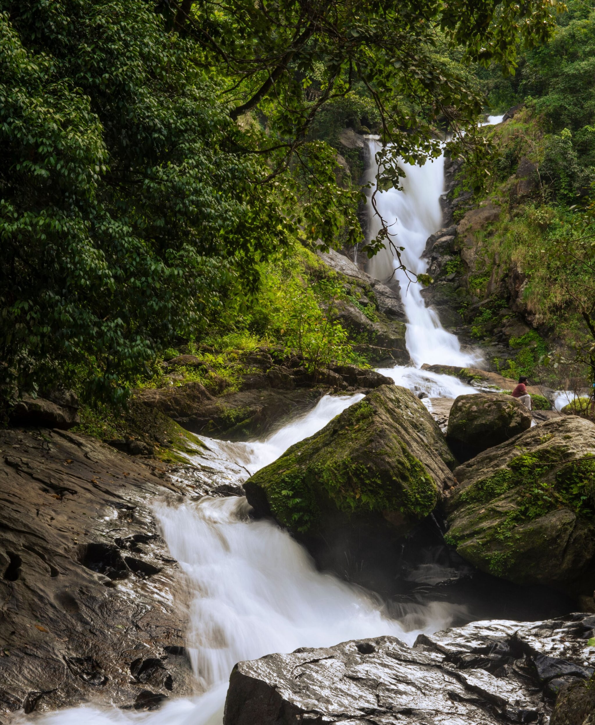 Pleasant Weather And Thriving Wildlife Add To The AppealThanks to its elevation, Wayanad remains pleasantly cool during the monsoon, with temperatures generally ranging between 15°C and 25°C. The rains also breathe life into the Wayanad Wildlife Sanctuary, where forests become denser, biodiversity flourishes, and the scent of wet earth, spices and eucalyptus fills the air. Pleasant Weather And Thriving Wildlife Add To The AppealThanks to its elevation, Wayanad remains pleasantly cool during the monsoon, with temperatures generally ranging between 15°C and 25°C. The rains also breathe life into the Wayanad Wildlife Sanctuary, where forests become denser, biodiversity flourishes, and the scent of wet earth, spices and eucalyptus fills the air.