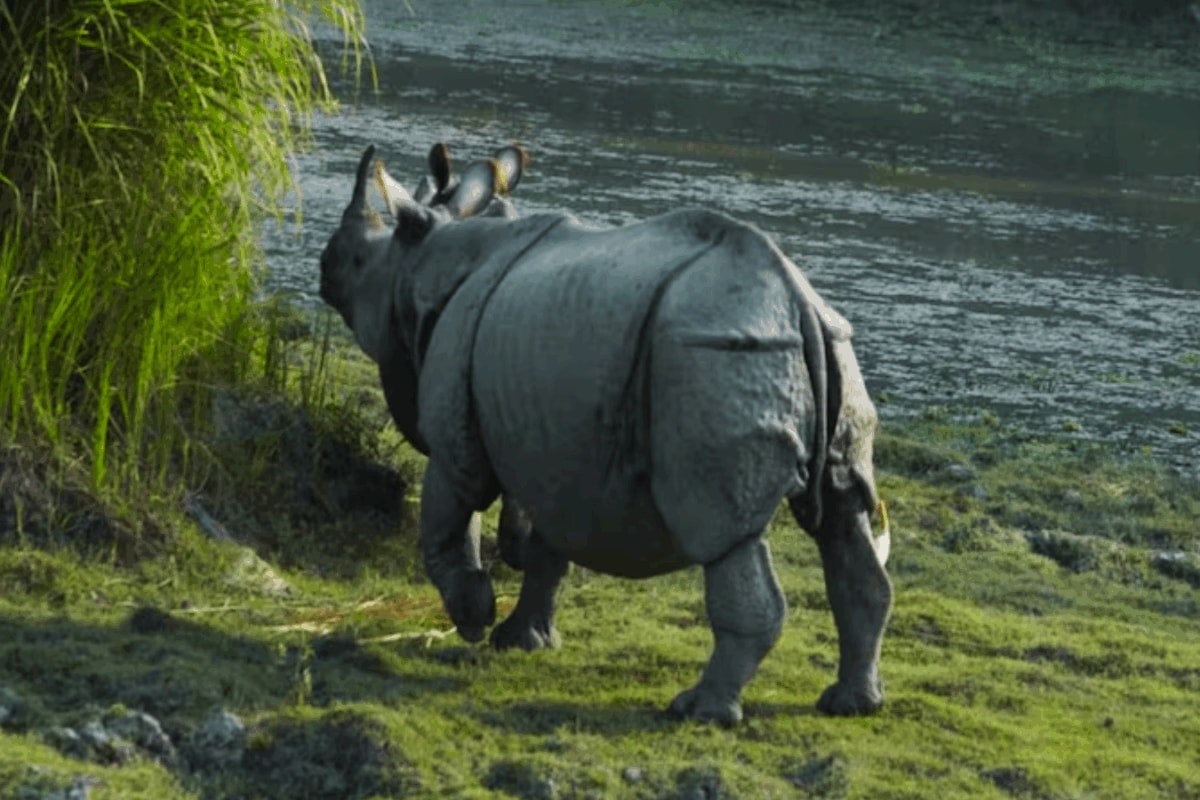 https://images.news18.com/ibnlive/uploads/2026/07/rhino-2026-07-e892ed86e8a4a108134dfc7a7b4b17b3-1200x800.png