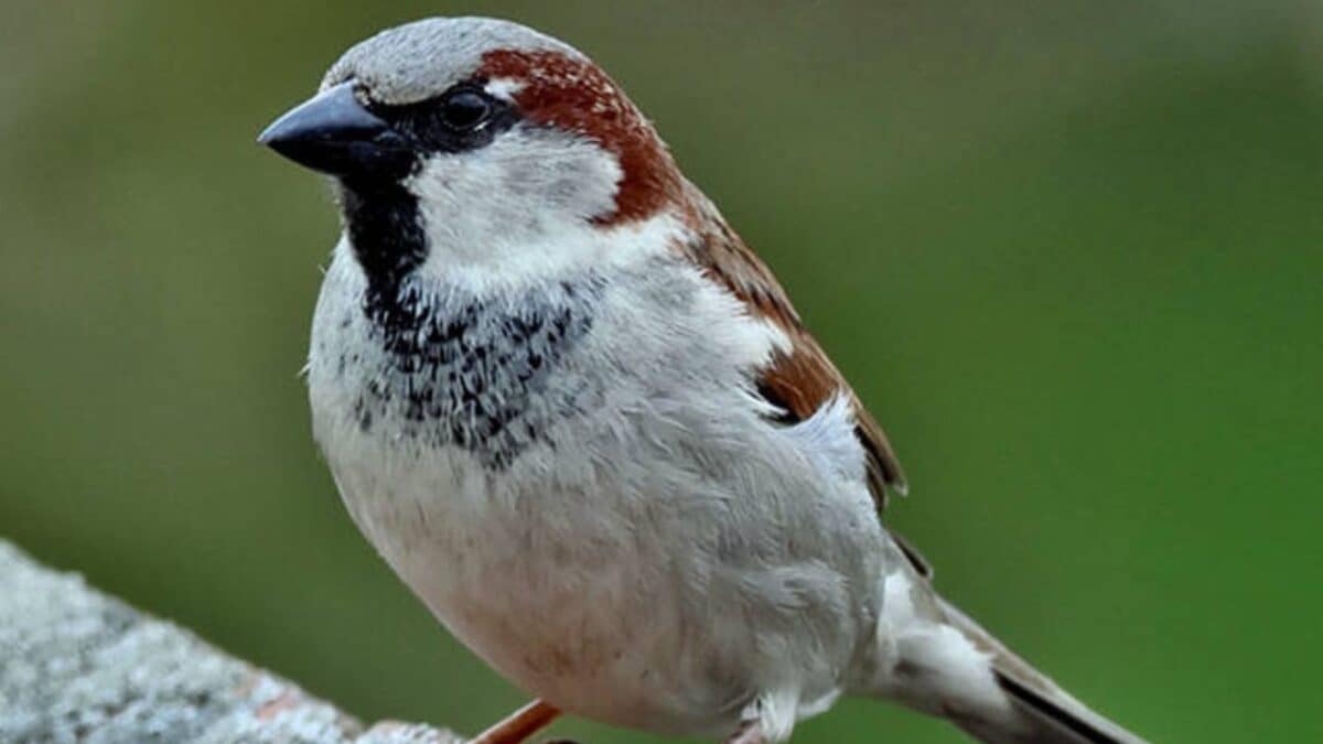 Where Have All India's Sparrows Gone? The Silent Crisis Unfolding In Our Cities
