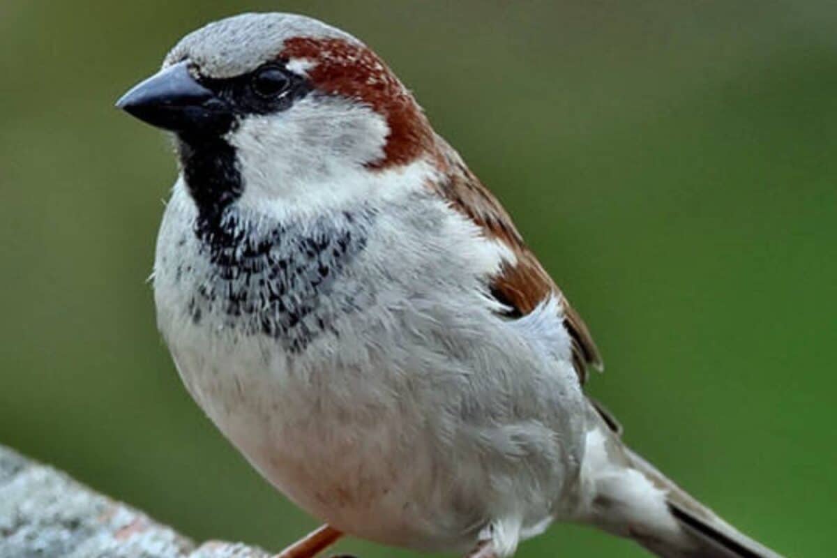 Where Have All India's Sparrows Gone? The Silent Crisis Unfolding In Our Cities