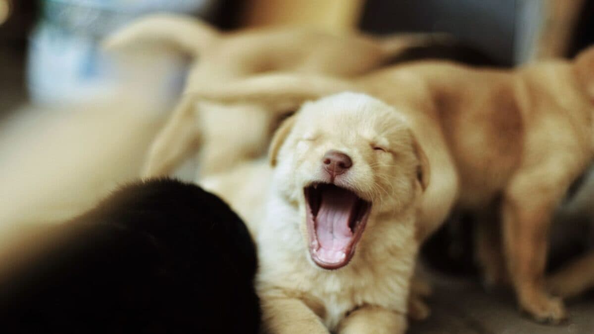 Science Behind Contagious Yawning Explained