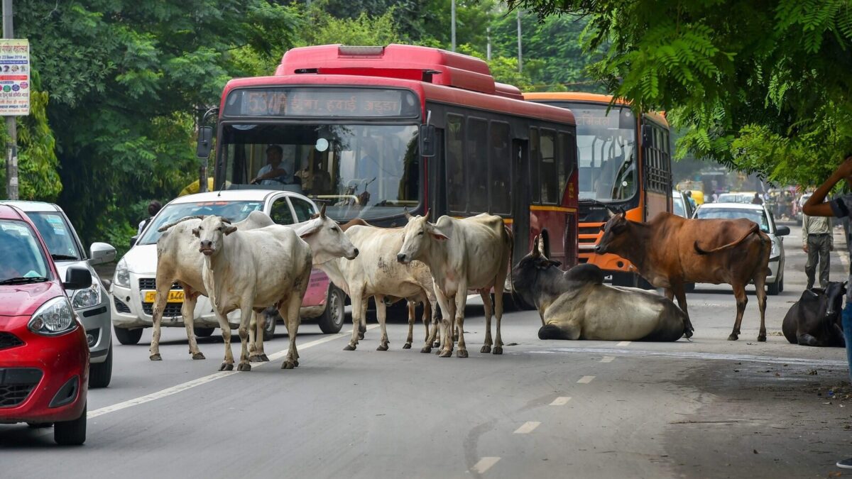 'People Abandon Cattle, Then Object If They're Eaten': Supreme Court Slams Double Standards