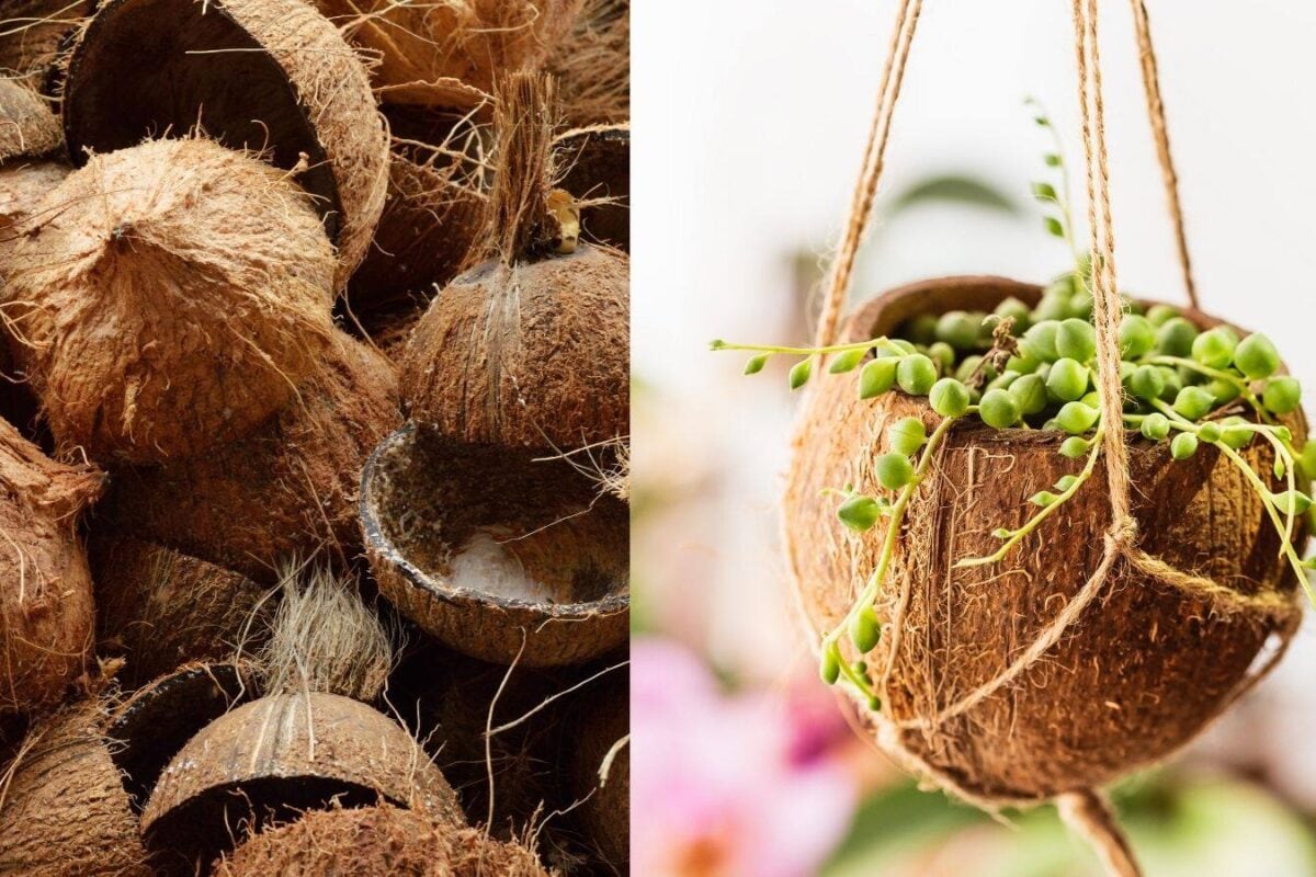 How To Reuse Coconut Shells In The Garden: 6 Easy DIY Ideas