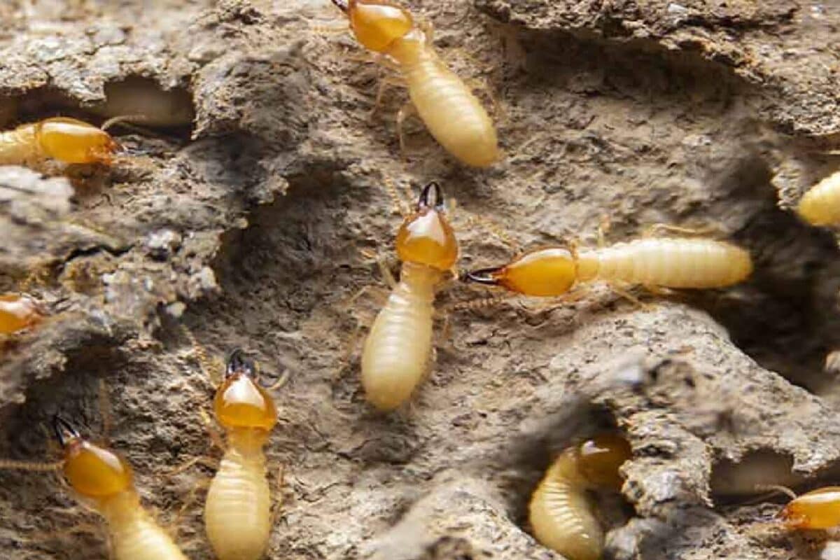 Termites Eating Your Furniture? 4 Simple Remedies To Tackle The Infestation