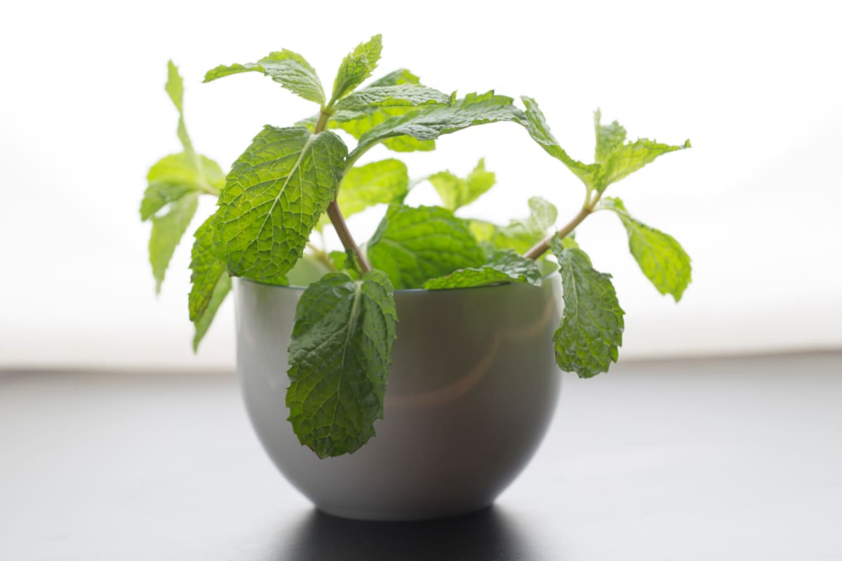 How To Grow Pudina At Home Without Seeds: 5 Easy Gardening Steps To Follow