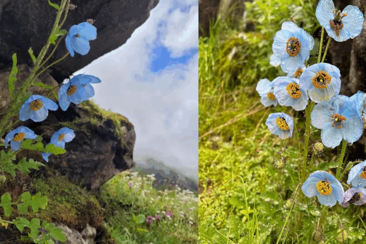 Rare Himalayan 'Once-In-A-Lifetime' Flower Blooms In Nepal: What Makes It So Unique?