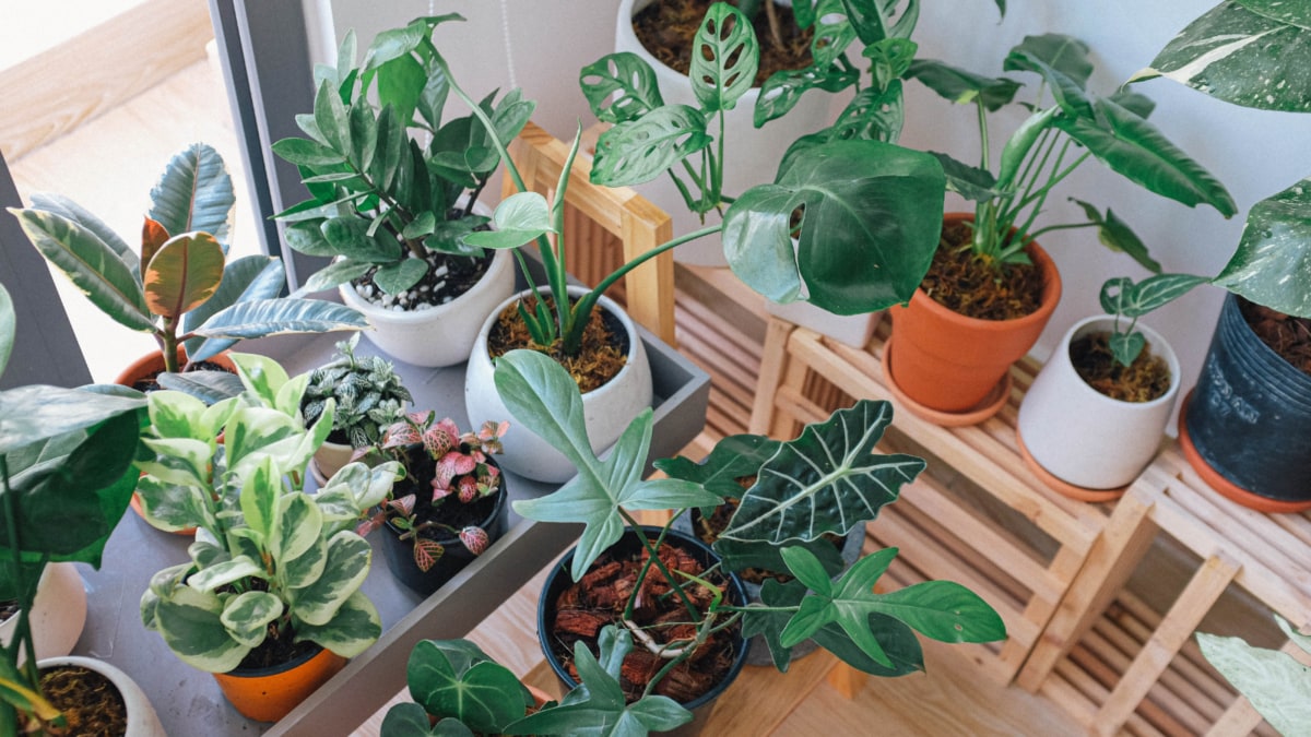 Overwatered Your Plants? 7 Signs Your Green Babies Are Getting Too Much Water