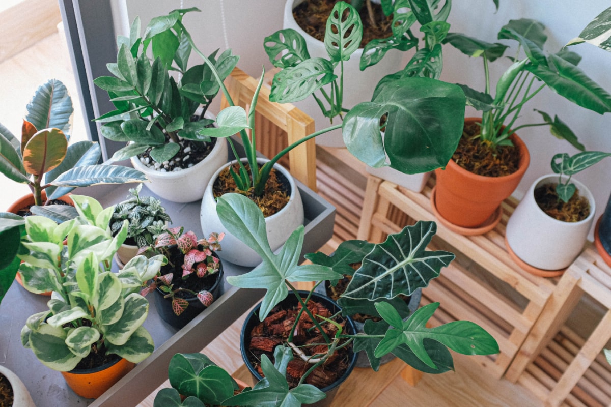 Overwatered Your Plants? 7 Signs Your Green Babies Are Getting Too Much Water