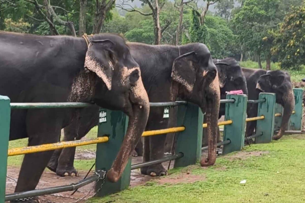 World Elephant Day 2026: What Life Is Like Inside India’s First Mahout Village