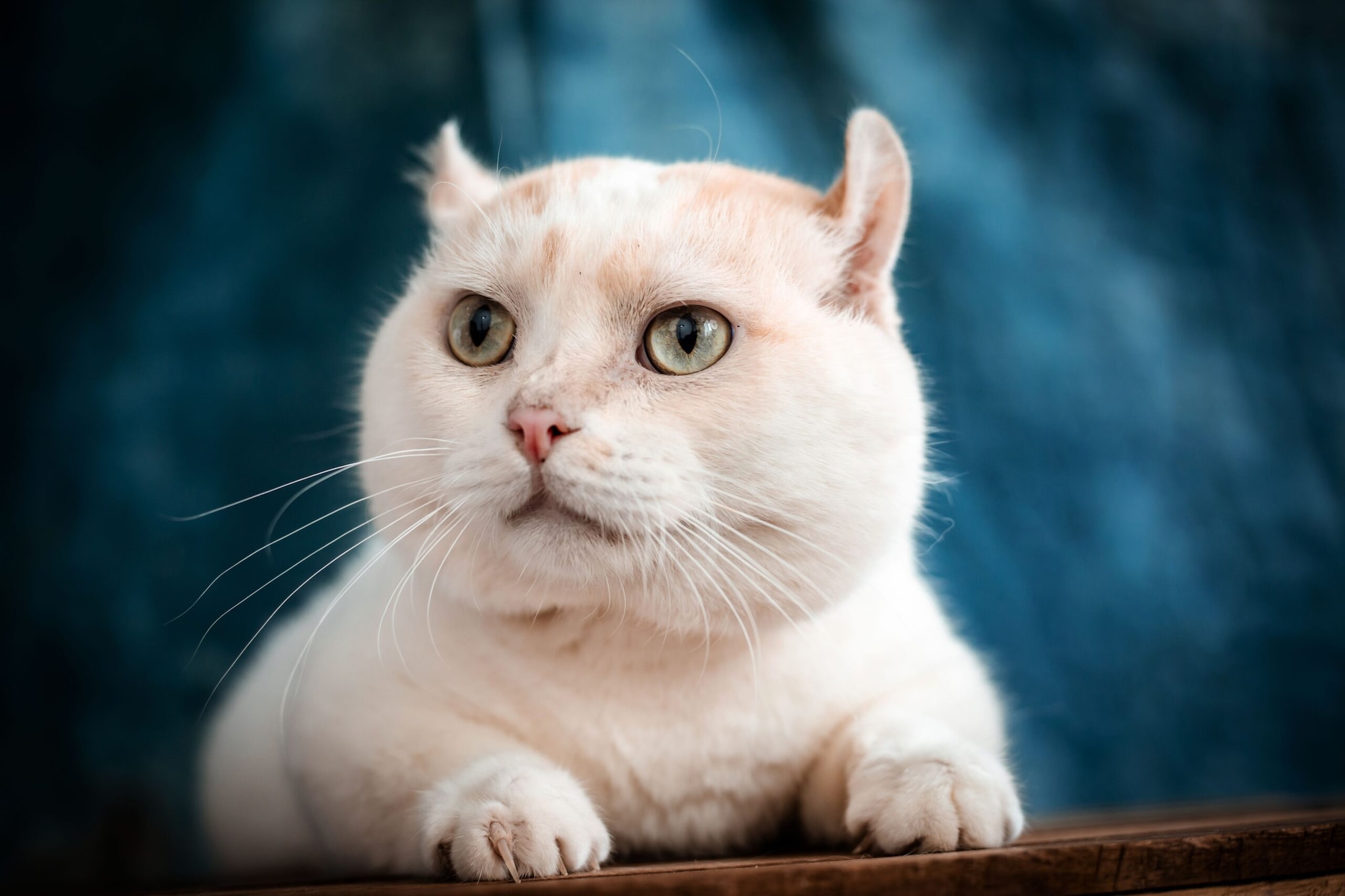 American Curl: As its name suggests, this breed is recognised for ears that curl backwards. The unusual ears give the American Curl an instantly recognisable appearance.