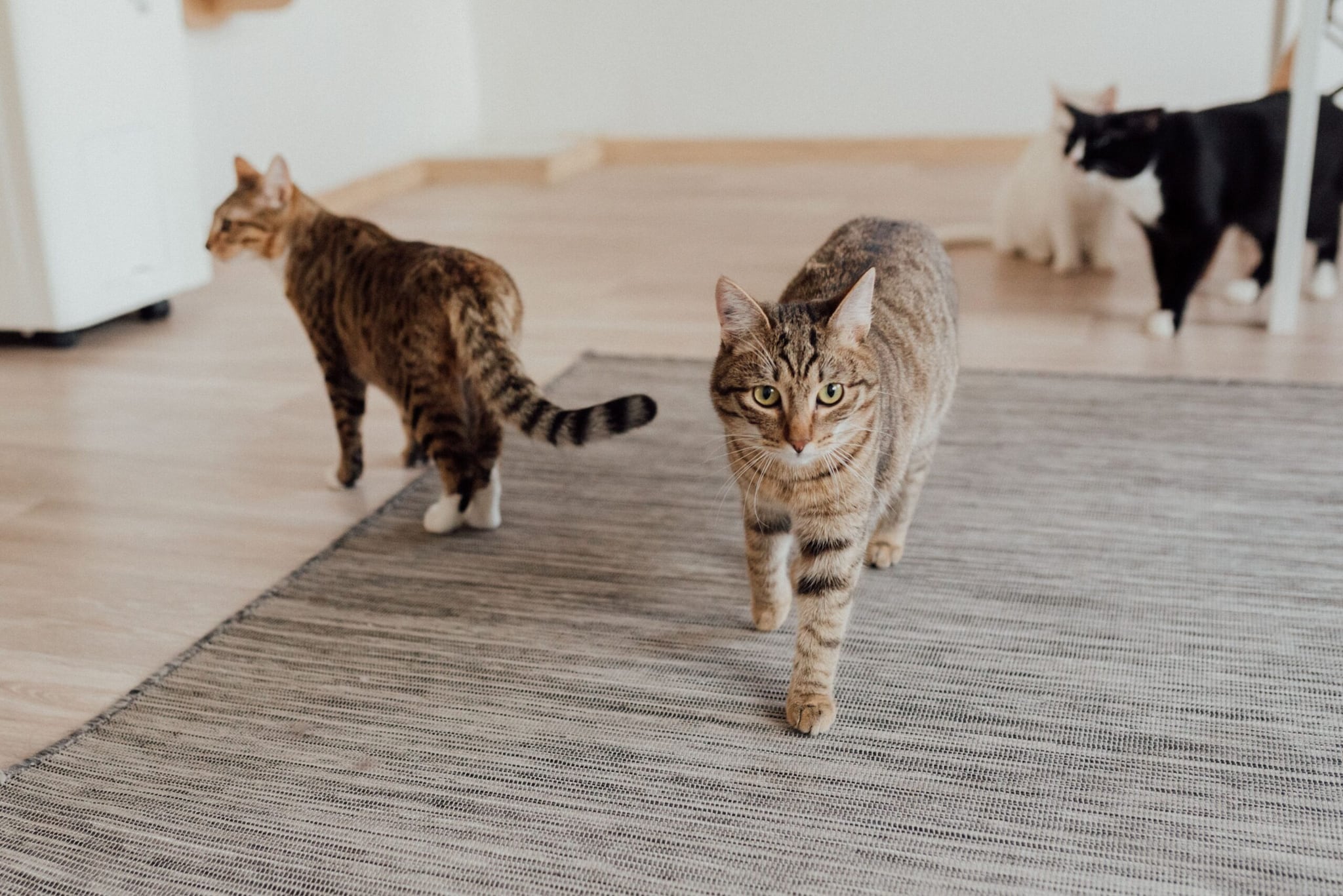  Cats come in all shapes, sizes and colours, but some breeds stand out for their truly unusual appearances. From hairless bodies to curled ears and extra toes, these 10 cat breeds look unlike the typical feline.