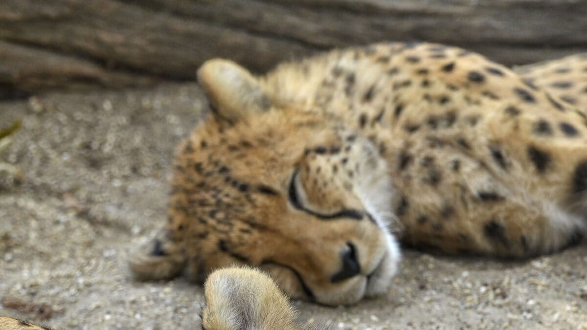 Not A Retaliatory Killing, Say Officials After Cheetah Cub Succumbs To Firearm Pellet Injuries In MP