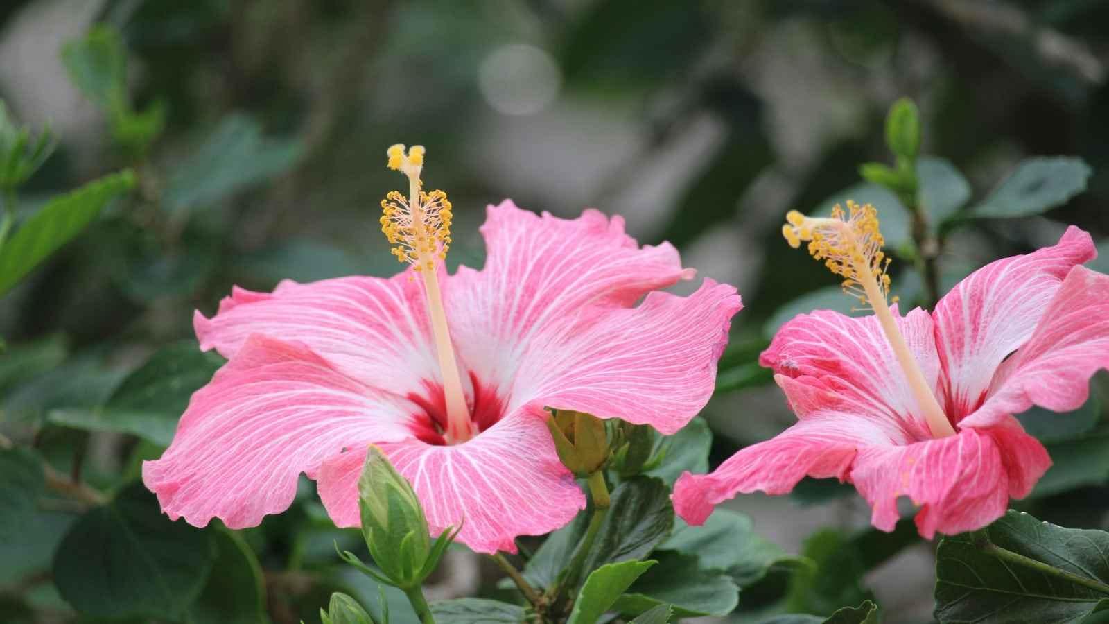 Consistent Care Is the Secret to More Blooms: Healthy flowering depends on regular watering, enough sunlight, timely pruning, and proper nutrition. With consistent care and a little patience, your hibiscus plant can reward you with colourful flowers throughout the blooming season. Consistent Care Is the Secret to More Blooms: Healthy flowering depends on regular watering, enough sunlight, timely pruning, and proper nutrition. With consistent care and a little patience, your hibiscus plant can reward you with colourful flowers throughout the blooming season.