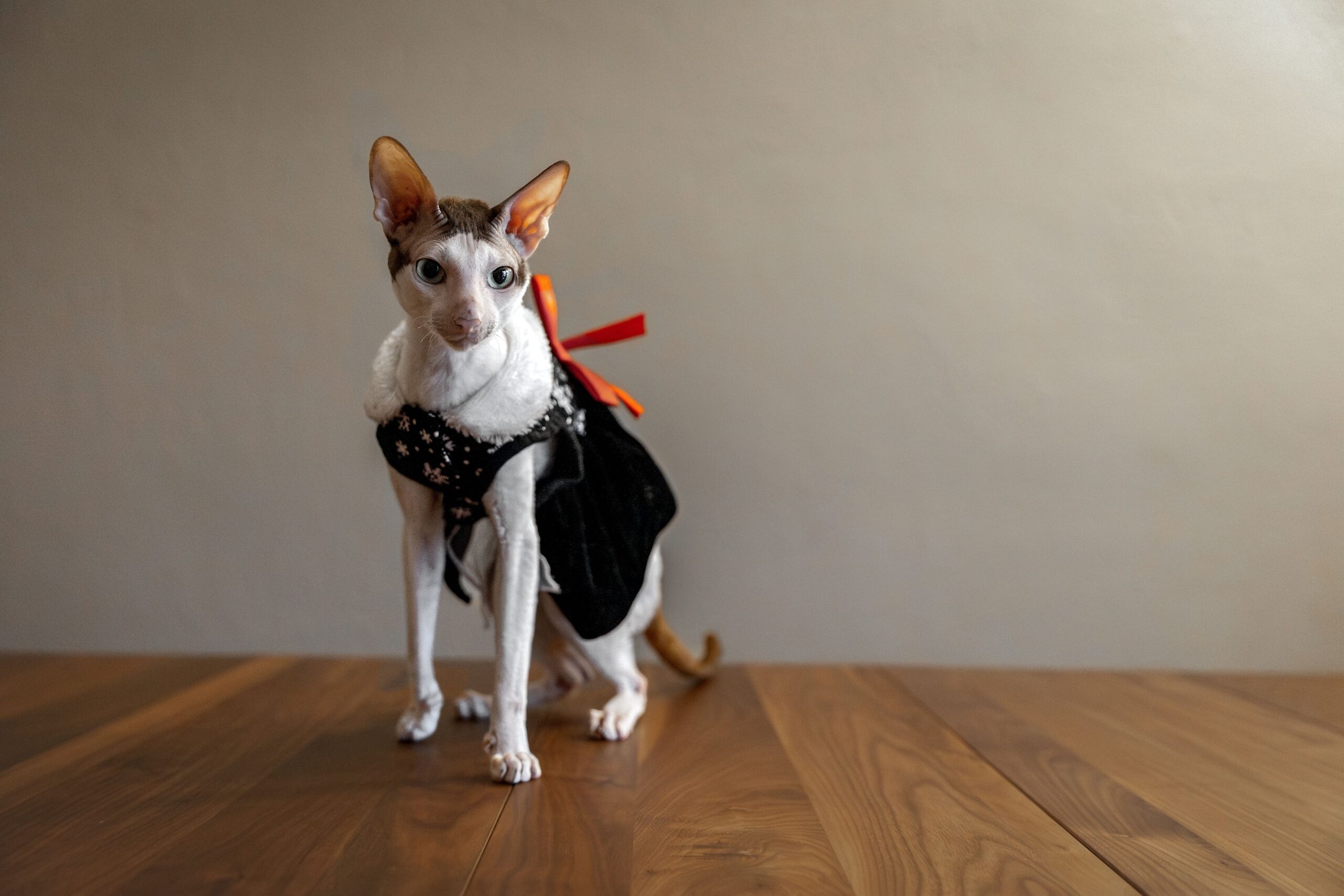Cornish Rex: The Cornish Rex has a very short, curly coat that feels soft and wavy. Its slender body and large ears add to its unusual look.