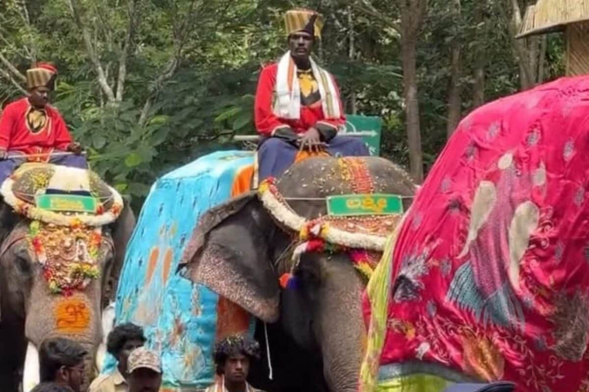 Mysuru Dasara: Elephants Lose Insurance, Handler Cover Jumps 10-Fold To Rs 20 Lakh. Here’s Why