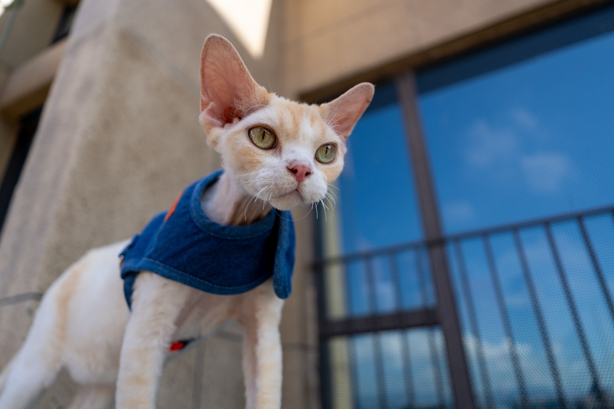 Devon Rex: With oversized ears, prominent cheekbones and a short, wavy coat, the Devon Rex has a striking, almost otherworldly appearance.