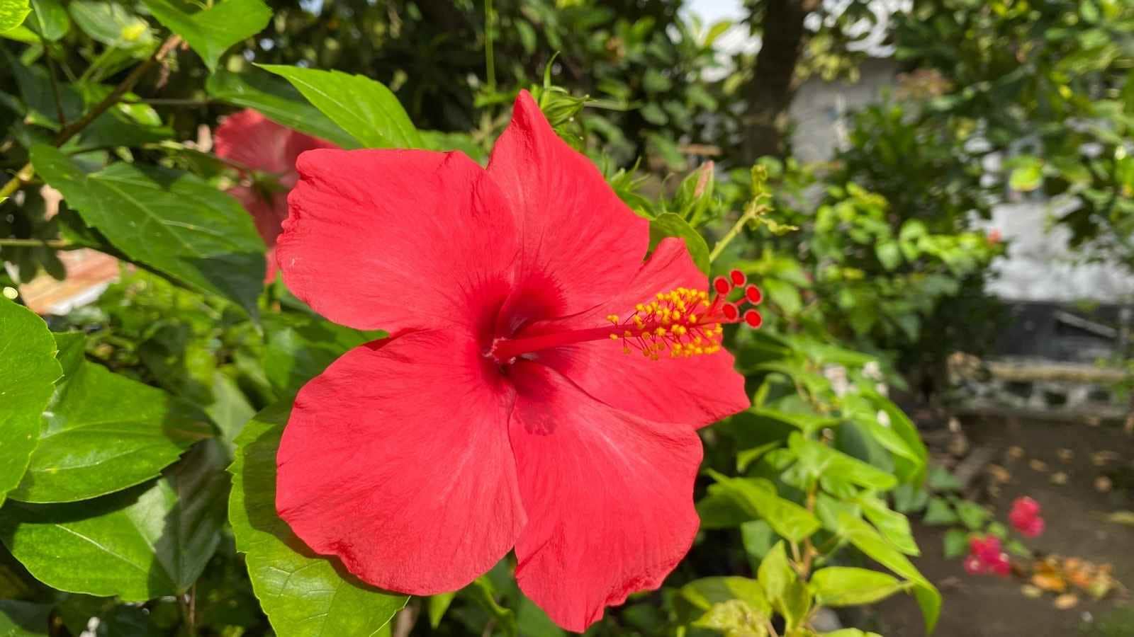 Disclaimer: The information shared in this article is based on commonly followed gardening practices and general beliefs. Results may vary depending on the plant variety, climate, and growing conditions. Disclaimer: The information shared in this article is based on commonly followed gardening practices and general beliefs. Results may vary depending on the plant variety, climate, and growing conditions.
