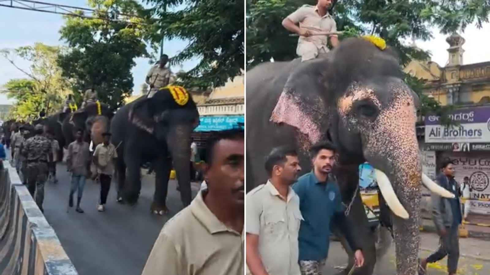 Howdaw Mysuru Dasara 2026: Tusker Srikanta Weighs 5,790 Kg - Will He Carry The ...
