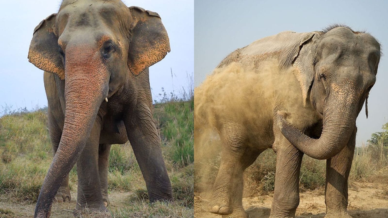 India is home to almost 60 per cent of the world’s remaining Asian elephant population, making the country crucial to the survival of the species. Yet thousands of elephants have historically been subjected to exploitation in tourism, manual labour, religious processions, performances and begging. On World Elephant Day, the focus often turns to protecting elephants in the wild, but equally important is the question of what happens to those rescued from years of captivity and abuse. In Uttar Pradesh, Wildlife SOS has created a specialised space where injured, sick and ageing elephants can receive medical care and begin the long journey towards recovery.