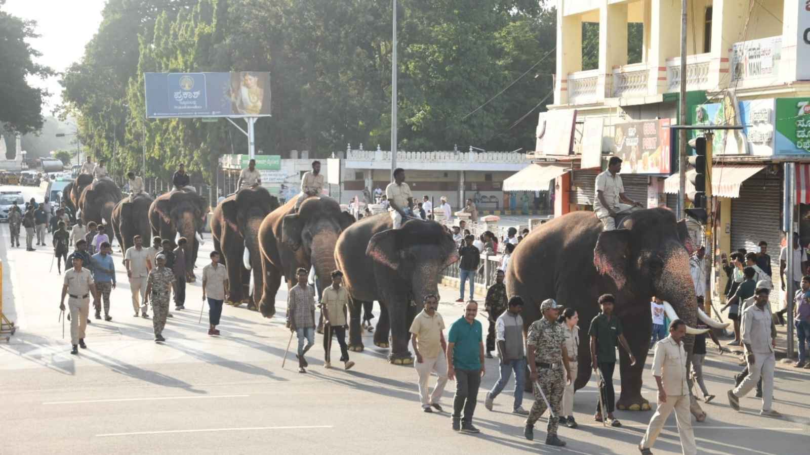Howdaw Mysuru Dasara 2026: Tusker Srikanta Weighs 5,790 Kg - Will He Carry The ...