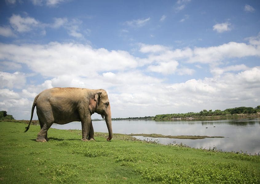 When Years Of Captivity Leave A MarkMany elephants arriving at the facility carry the physical and psychological consequences of prolonged captivity. Chronic joint problems, untreated wounds, damaged feet, malnutrition and mobility issues are among the challenges encountered by rescued animals. Years of forced labour or confinement can also leave elephants fearful and socially withdrawn. Their rehabilitation therefore goes beyond treating an injury or disease. A dedicated team of veterinarians and trained caregivers works around the clock, gradually creating an environment where the elephants can feel safe and regain a sense of trust. 