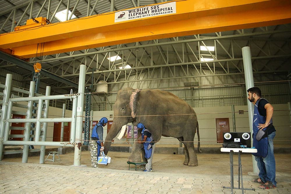 A Campus Where Elephants Can Simply Be ElephantsThe hospital forms part of the larger Elephant Conservation and Care Centre (ECCC), established by Wildlife SOS in 2010 in collaboration with the Uttar Pradesh Forest Department. Described by the organisation as India’s first and only specialised elephant centre, ECCC was created to rehabilitate elephants rescued from severe abuse and exploitation. Today, more than 30 rescued elephants live at the centre. Many were previously used for begging, while others spent years as temple elephants or were forced to perform in circuses. At ECCC, they no longer have to carry heavy loads or walk for hours on scorching roads. 