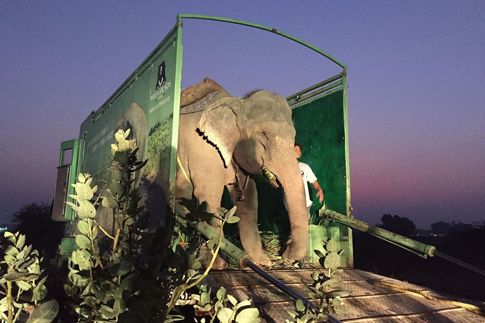 More Than Just Emergency CareThe hospital is also designed to advance the understanding of elephant medicine and behaviour. Veterinary teams have access to equipment including portable X-ray and ultrasound machines, foot-care tools and other critical medical supplies. There is even accommodation for staff who need to remain overnight to monitor elephants requiring close observation. An interpretation centre and observation window allow veterinarians, biologists and elephant caregivers from around the world to learn about the treatment and rehabilitation of captive elephants, turning the facility into a hub for knowledge-sharing as well as medical care. 