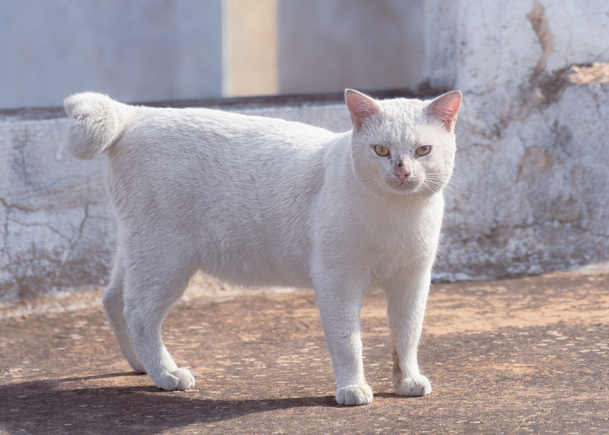 Japanese Bobtail: The Japanese Bobtail has a distinctive short, pom-pom-like tail. It can also have striking tri-coloured coats.