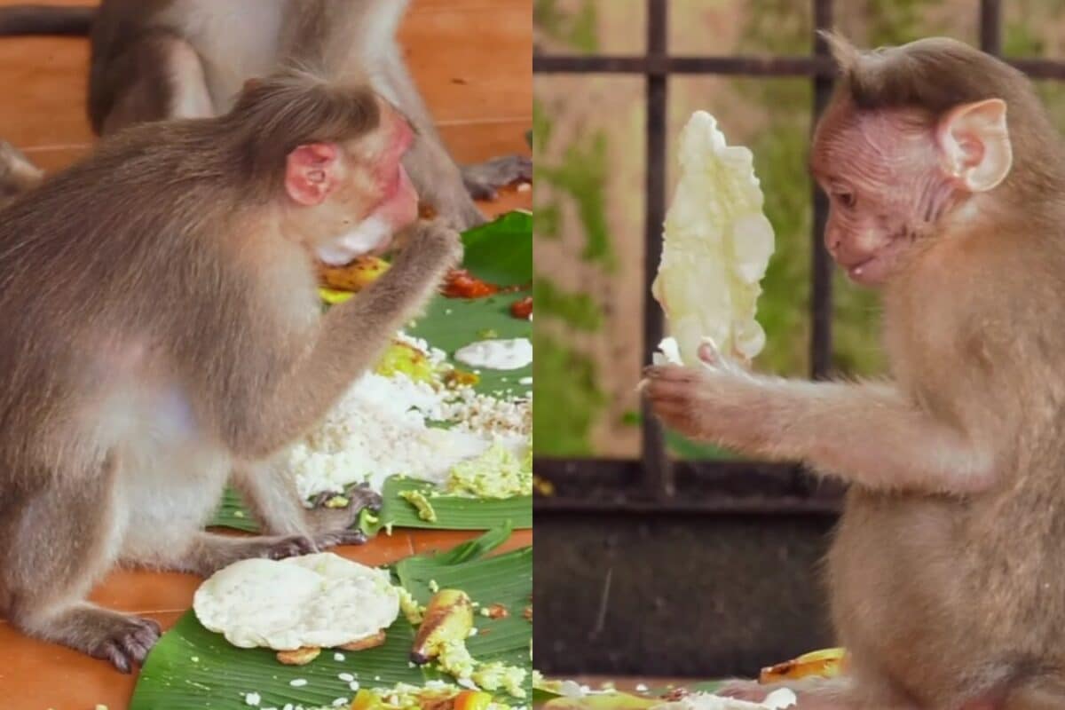 This Kerala Temple Serves Onam Sadya To Monkeys