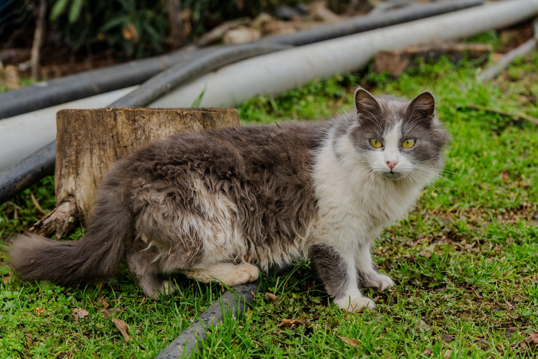 LaPerm: LaPerm cats are known for their naturally curly or wavy coats. Their unusual fur can range from loose waves to tight curls.