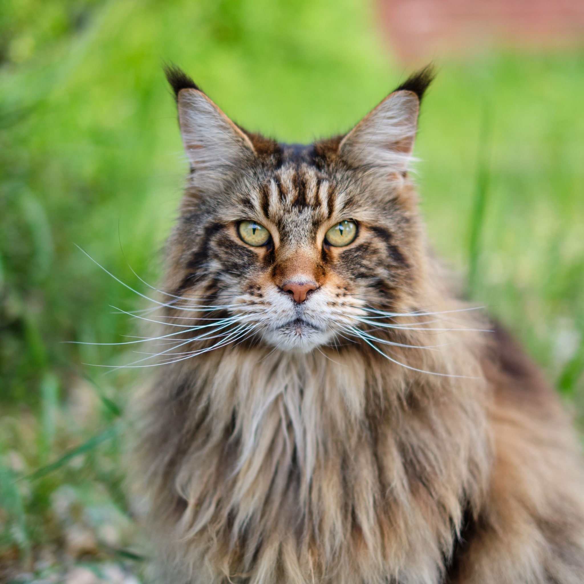 Maine Coon: One of the largest domestic cat breeds, the Maine Coon has a long, flowing coat, tufted ears and a bushy tail that gives it a majestic appearance.