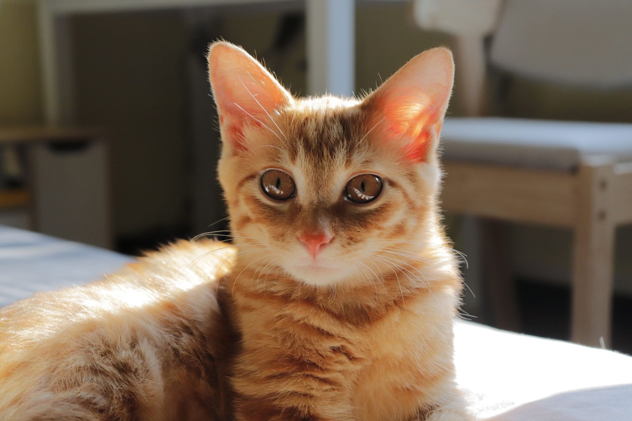 Munchkin: Munchkin cats are known for their unusually short legs. Their small stature gives them a distinctive appearance while they remain active and playful.
