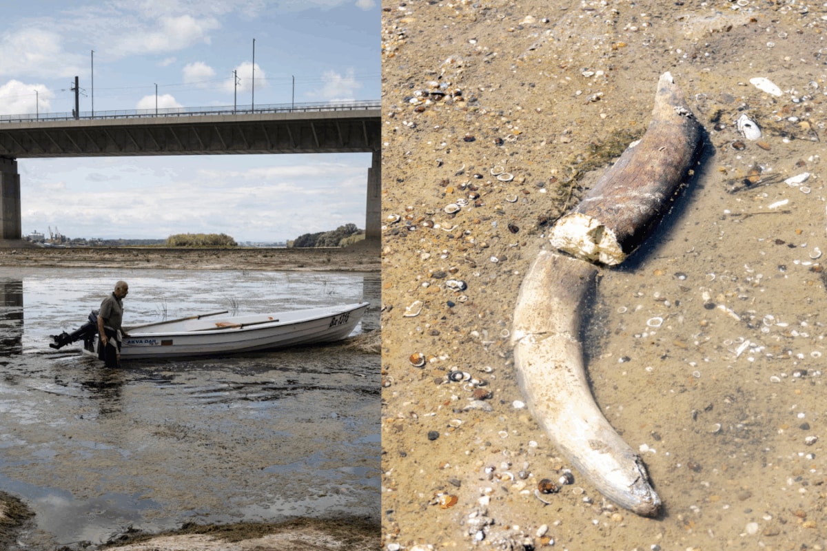 Europe's Rivers Dry Up In Heat. What Was Hidden Beneath Them? Wooly Mammoth, WWII Bombs And..